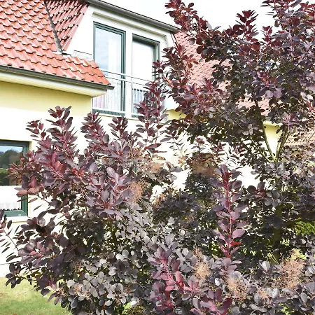 In Near The Baltic Sea * Ostseebad Kühlungsborn